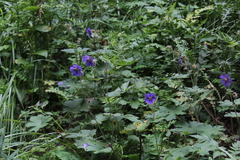 Geranium platypetalum