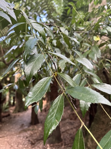 Blackheart sassafras (Atherosperma moschatum)