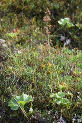 Boykinia richardsonii