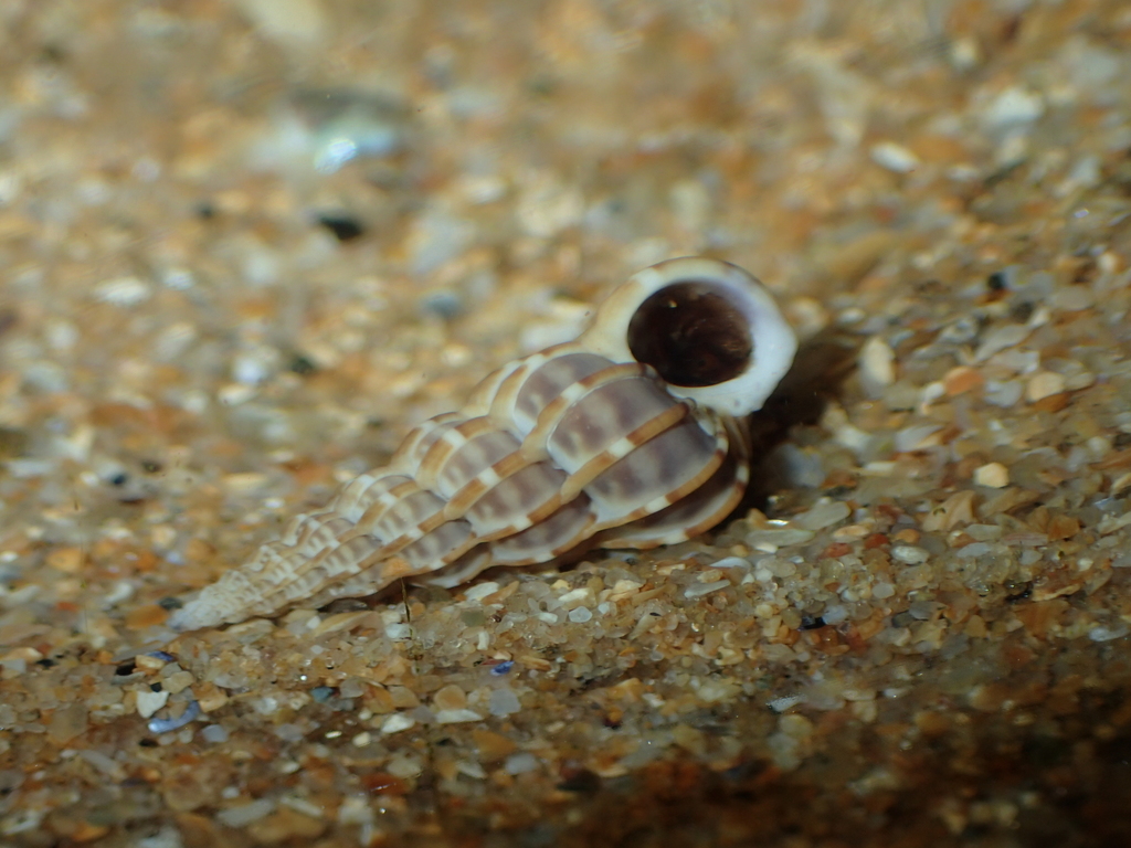 Common Wentletrap