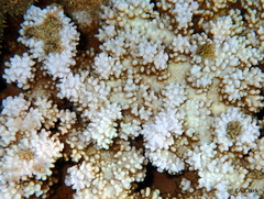 Montipora capitata