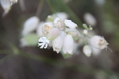 Silene vulgaris