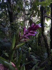 Tillandsia biflora