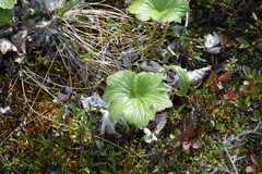 Boykinia richardsonii