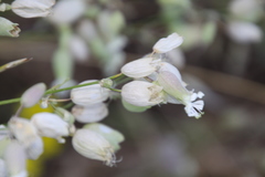 Silene vulgaris
