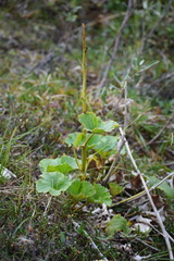 Boykinia richardsonii