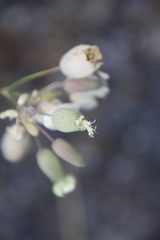 Silene vulgaris