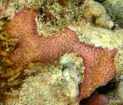 Montipora patula