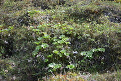 Boykinia richardsonii