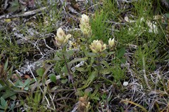 Castilleja pallida