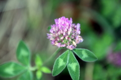 Trifolium pratense