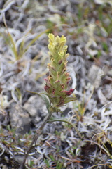 Castilleja pallida