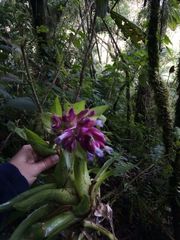 Tillandsia biflora