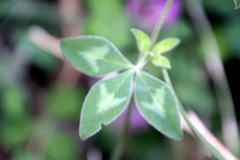 Trifolium pratense