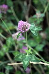 Trifolium pratense