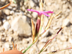 Dianthus deltoides deltoides
