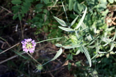 Bituminaria bituminosa