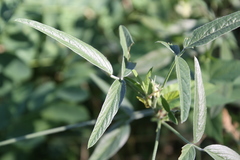 Bituminaria bituminosa