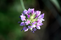 Bituminaria bituminosa