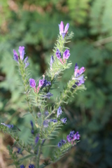 Echium