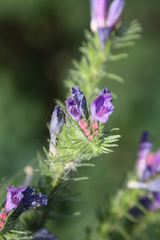 Echium