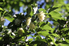 Ostrya carpinifolia
