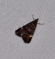 Heliothela ophideresana