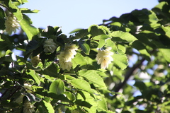 Ostrya carpinifolia