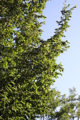 Ostrya carpinifolia