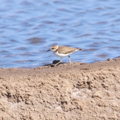 Charadrius javanicus
