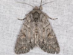 Andropolia