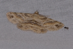 Scioglyptis lithenopa