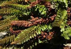Polystichum lemmonii