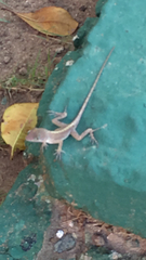 Anolis cybotes
