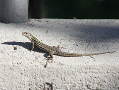 Podarcis siculus