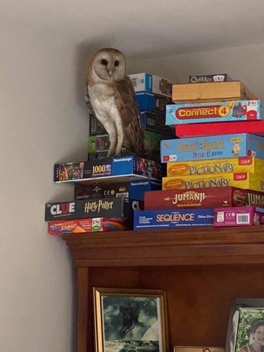 American Barn Owl photographed in California