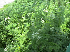 Parthenium bipinnatifidum