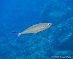 Scomberoides lysan