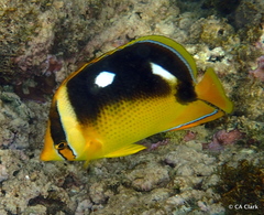 Chaetodon quadrimaculatus