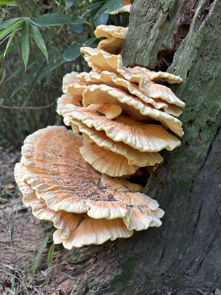 Laetiporus gilbertsonii · February 2025 · photo: © criadamata (iNaturalist, cc-by)