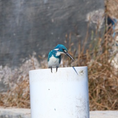 Alcedo coerulescens