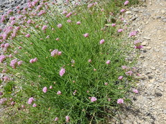 Centranthus angustifolius