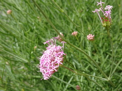 Centranthus angustifolius