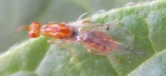Megastigmidae