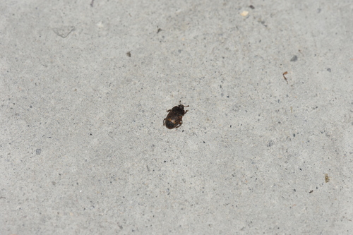 blyskáčikovité (Nitidulidae)