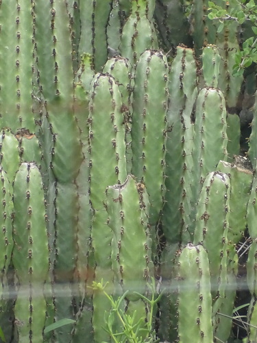 Euphorbia caerulescens, photograph 4