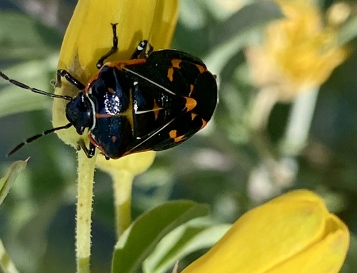 iNaturalist observation photo of Harlequin Bug