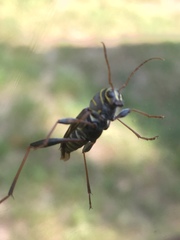 Neoclytus scutellaris