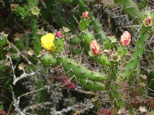 Image of Opuntia aurantiaca by (c) Shaun Swanepoel, some rights reserved (CC BY)
