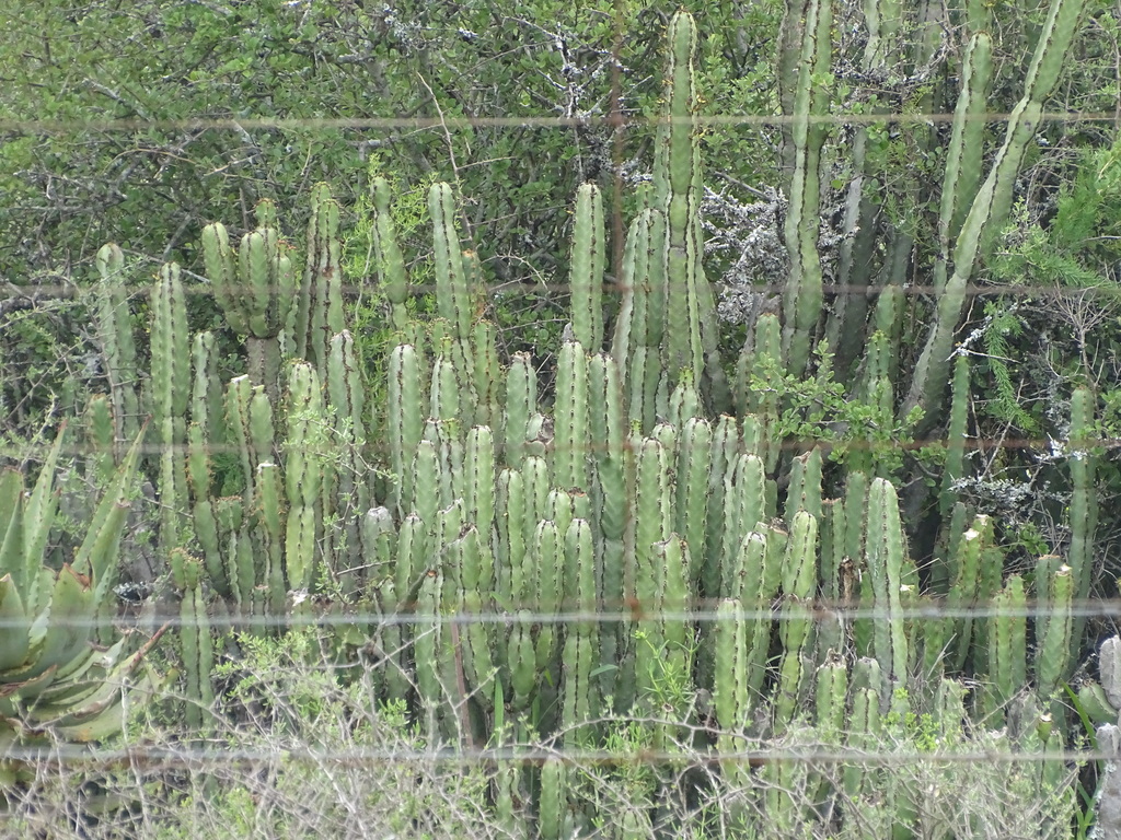 Euphorbia caerulescens; photograph (c) Shaun Swanepoel, some rights reserved (CC BY)